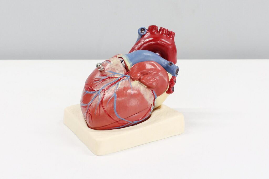 Salud Cardiovascular